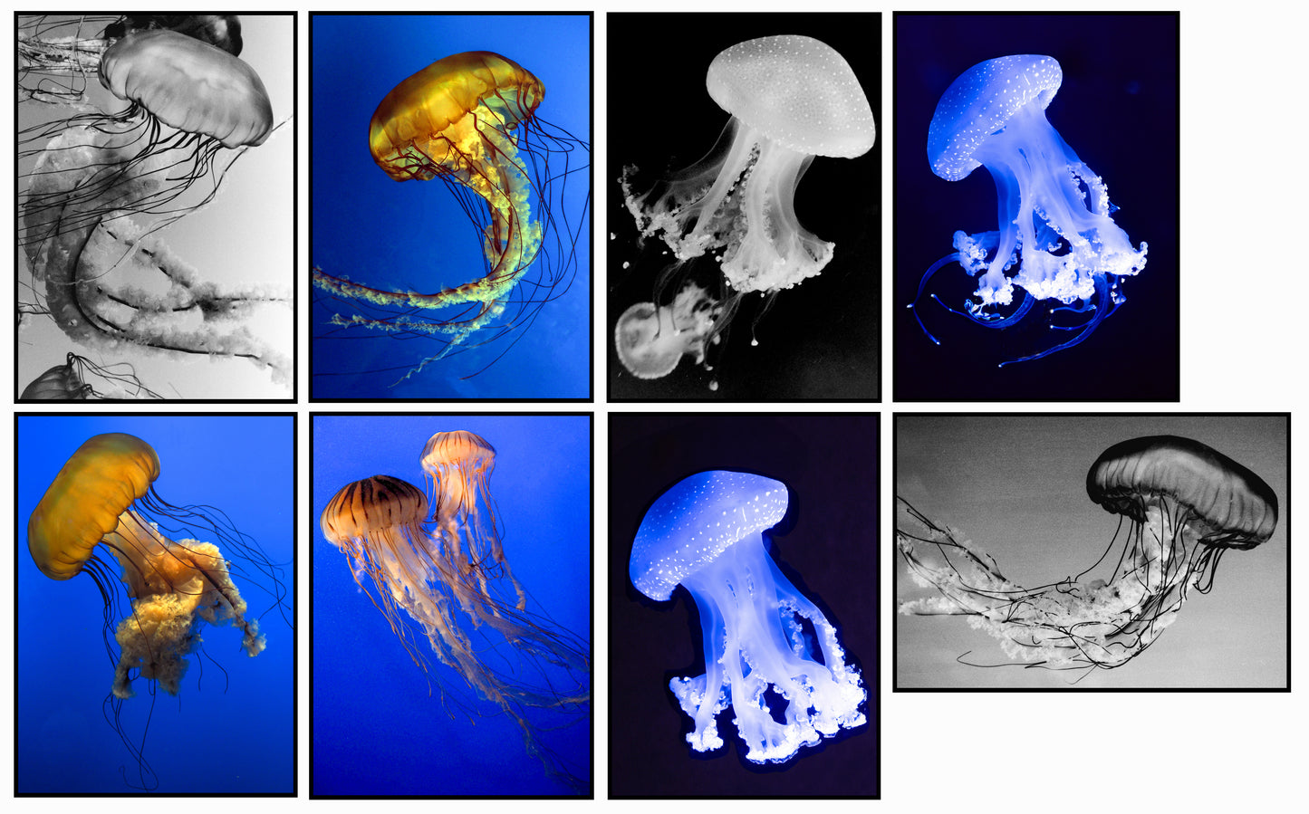 Jellyfish Collection