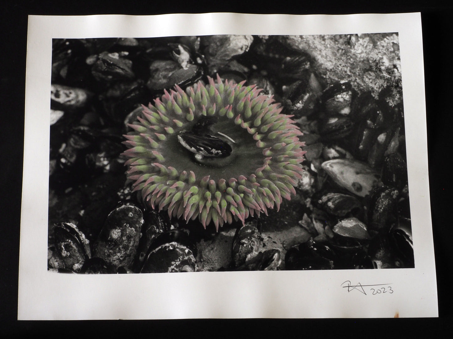 Sea Anemone : Hand Tinted - 2023