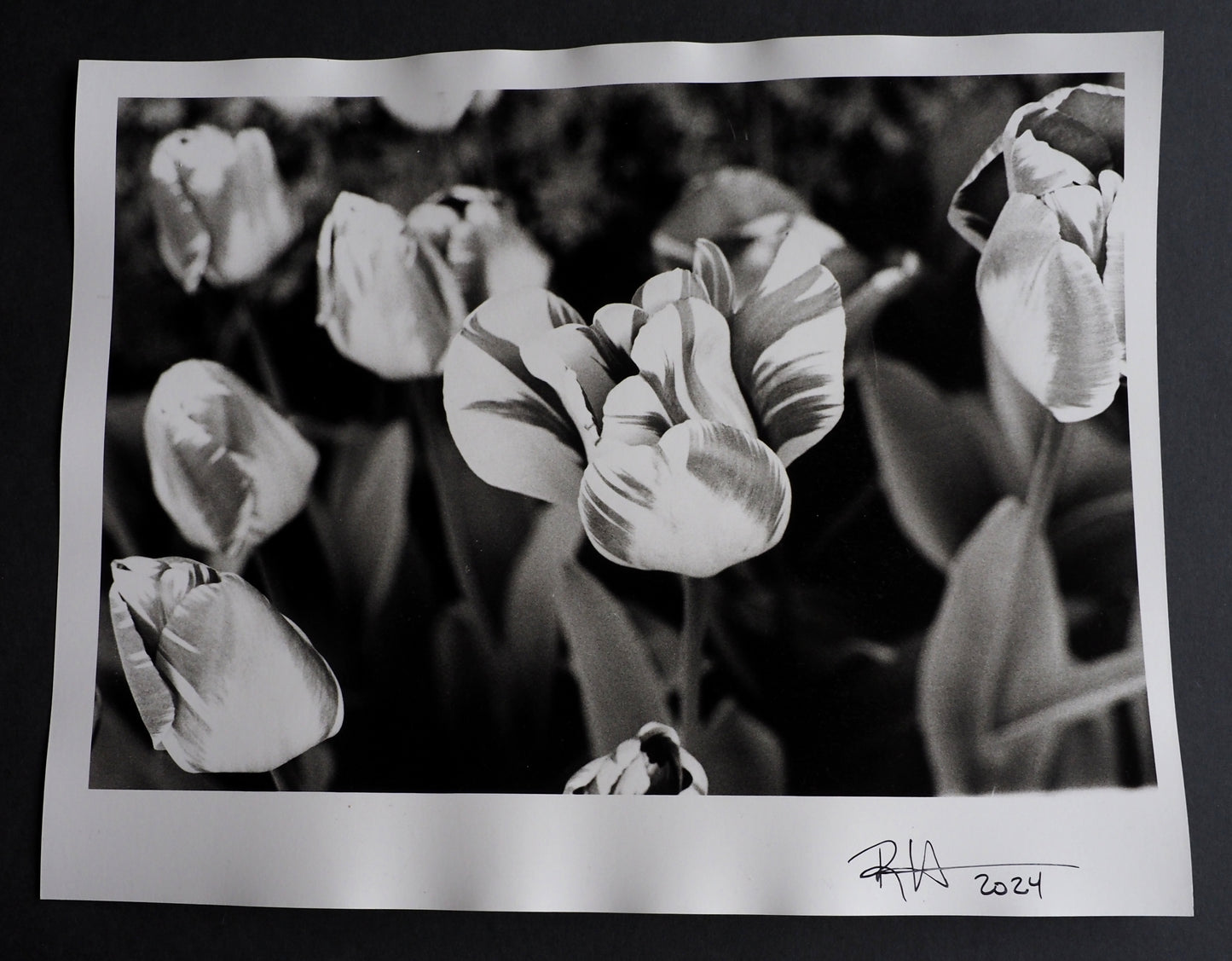 Darwin Hybrid Tulip : Skagit Valley, Washington 2024