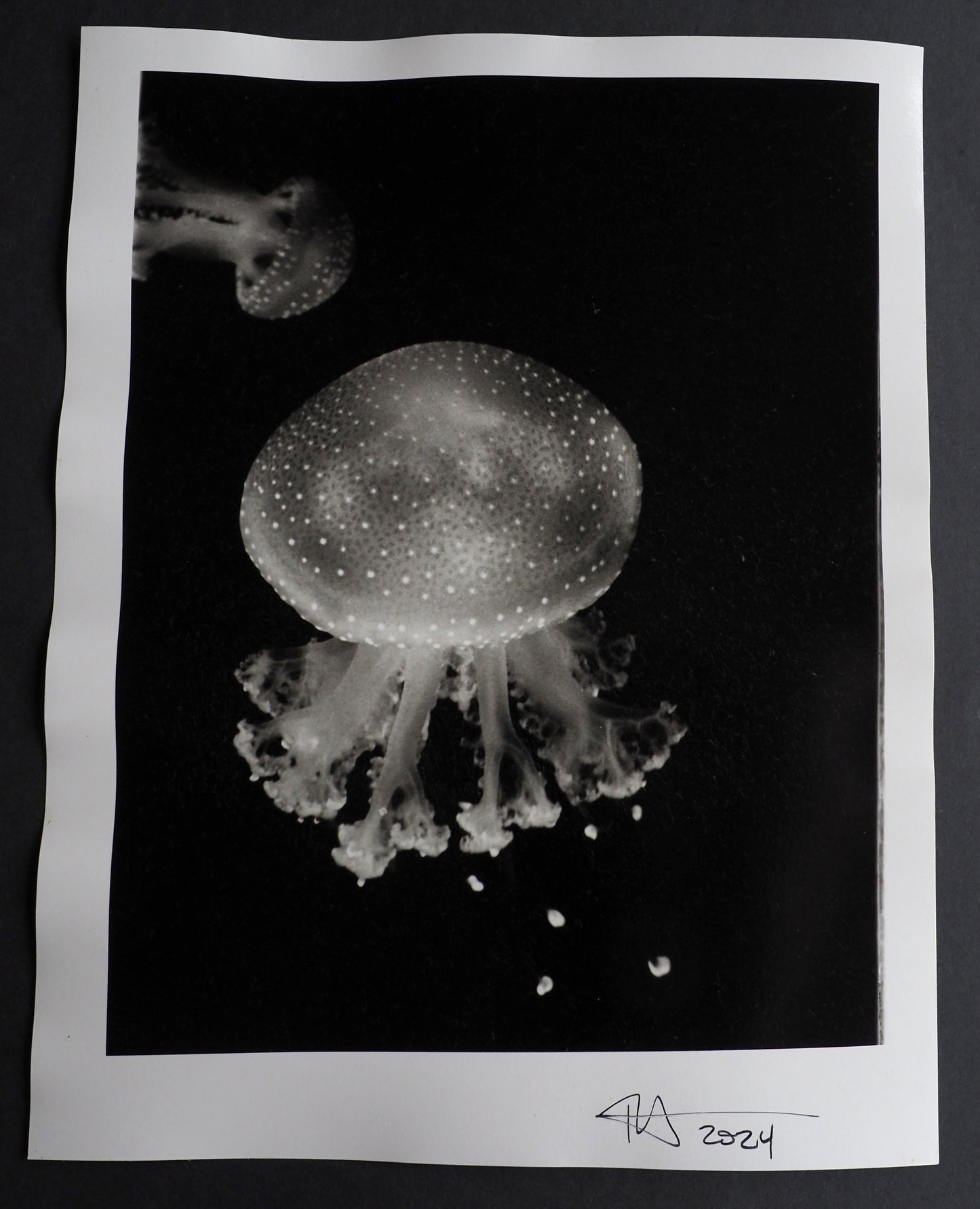 Spotted Jellyfish : Black & White - 2024
