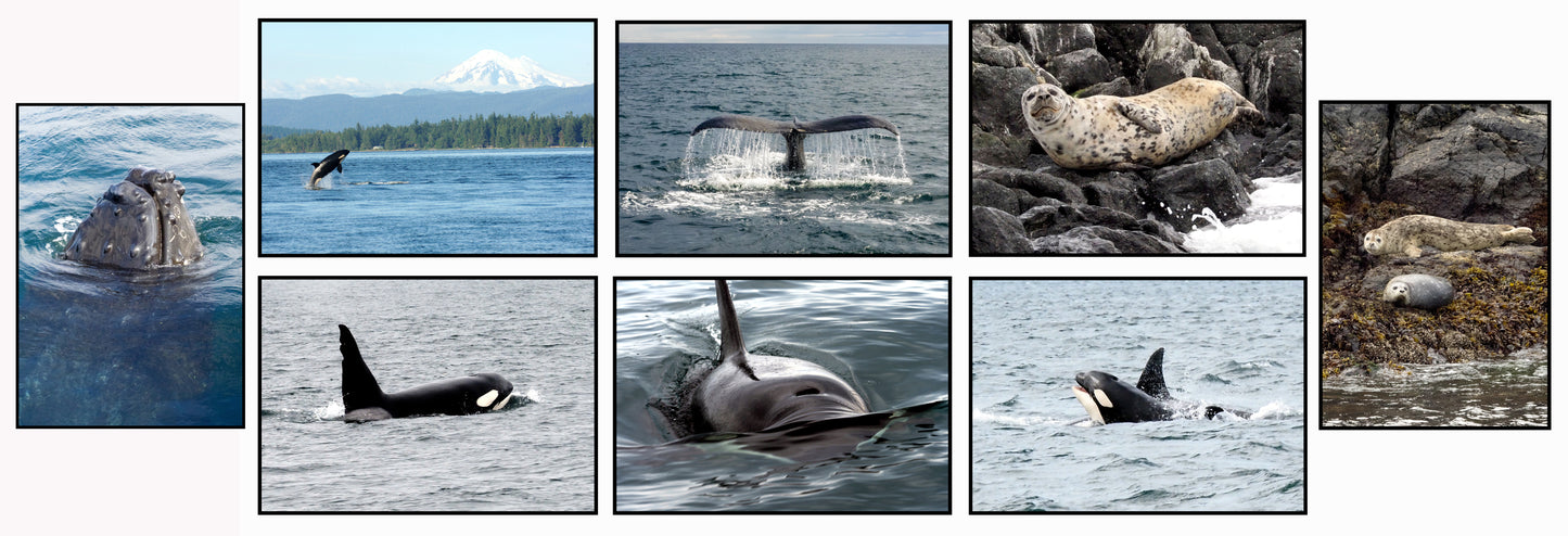 Salish Sea Collection