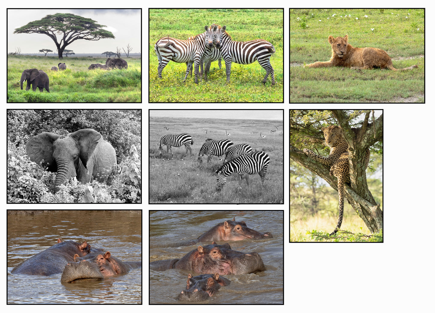 Tanzania Safari Collection
