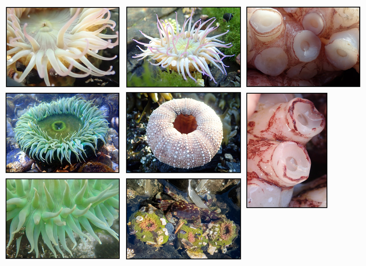 Tide Pool Collection