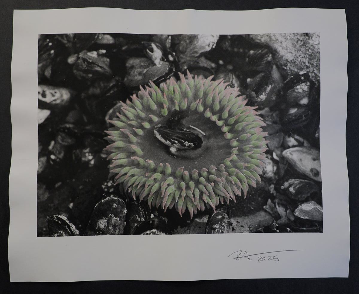 16x20 : Tinted Sea Anemone : Salt Creek, WA - 2025