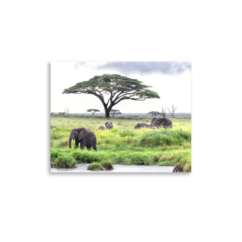 Elephants - Tanzania, Africa