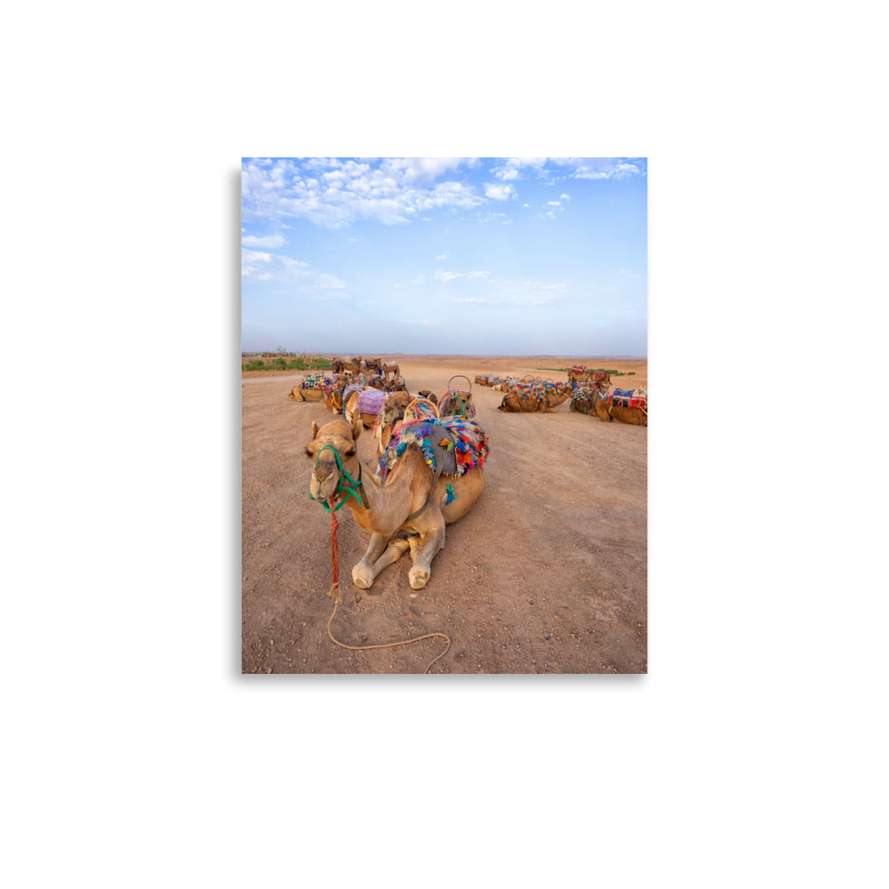Camels - Marrakech, Morocco