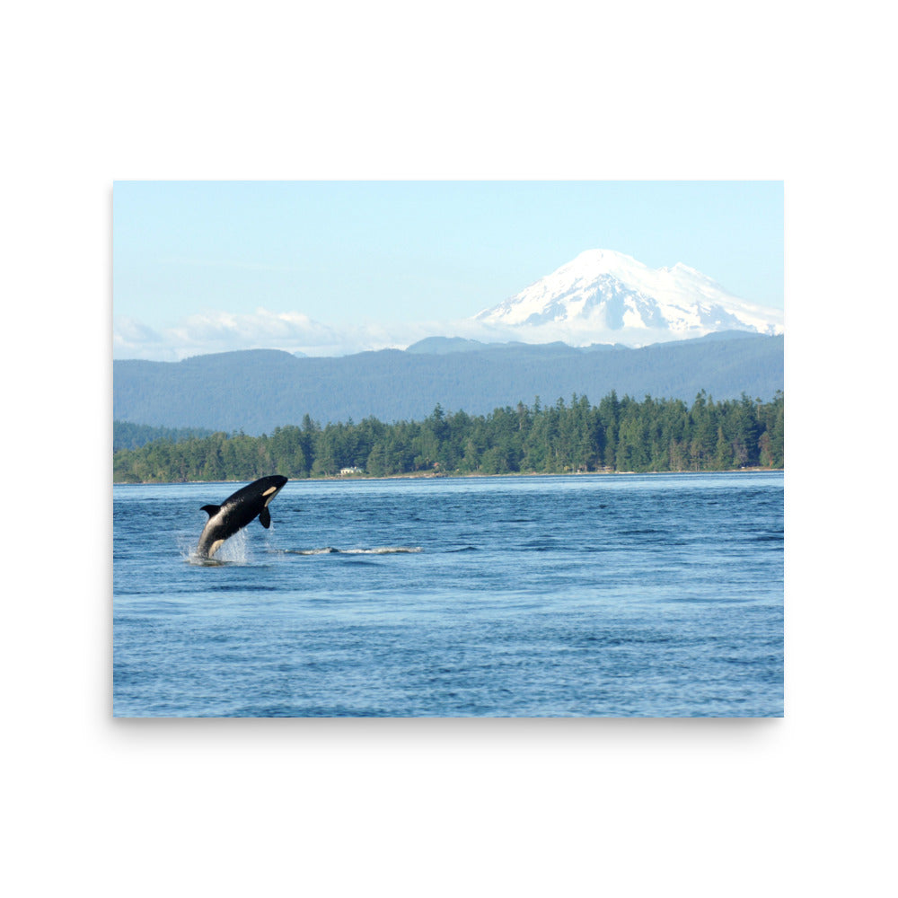 Orca & Mt. Baker - Salish Sea