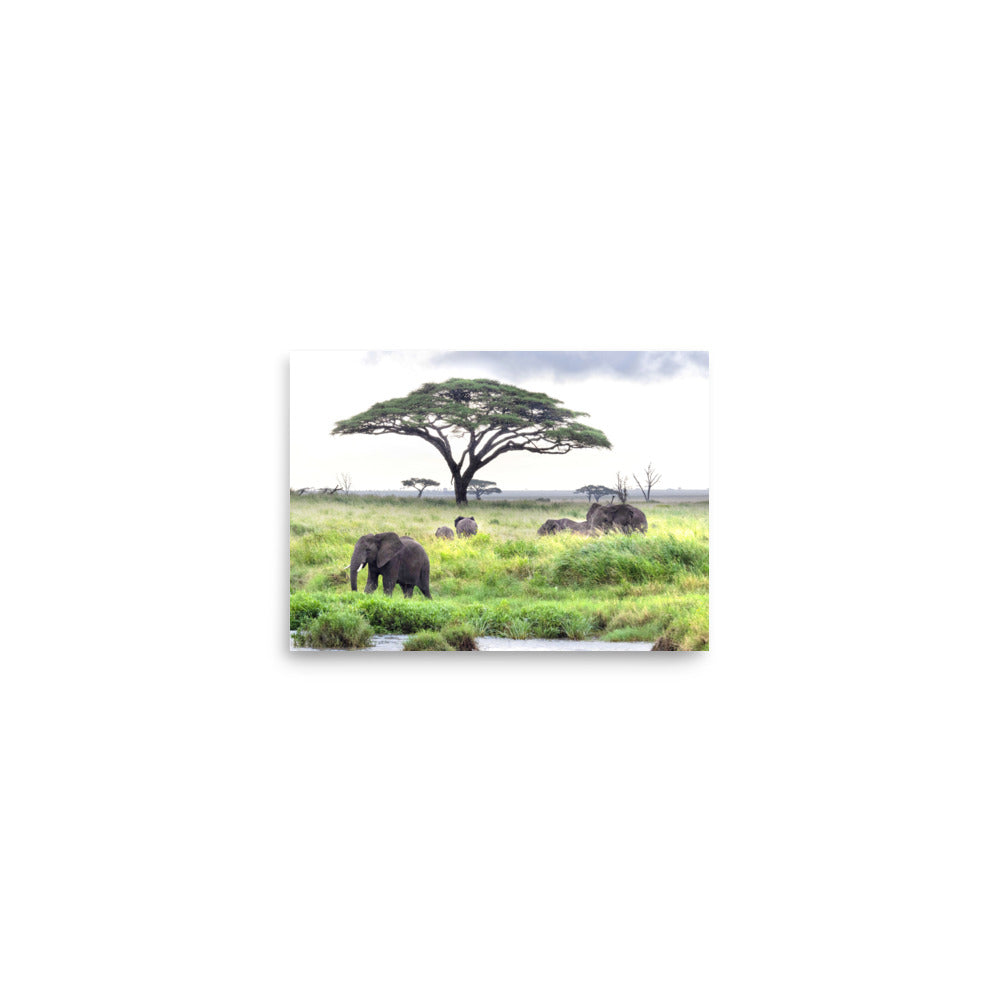 Elephants - Tanzania, Africa