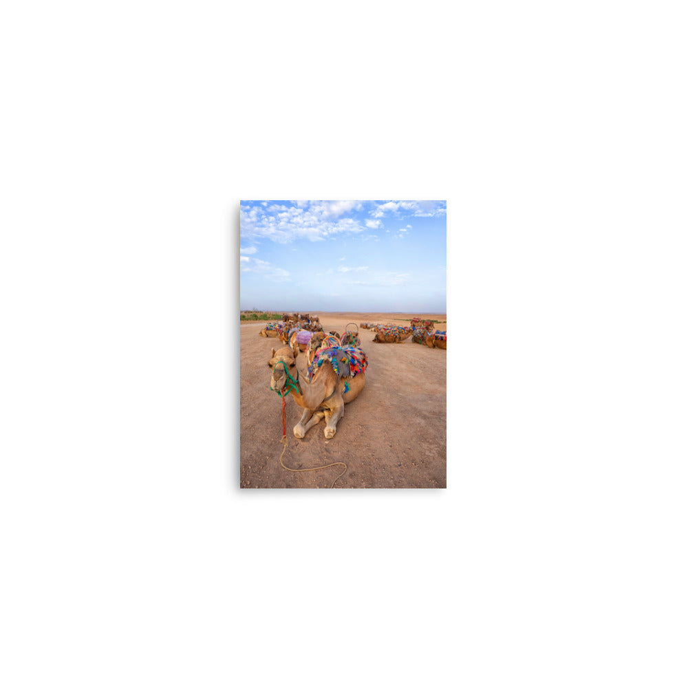 Camels - Marrakech, Morocco