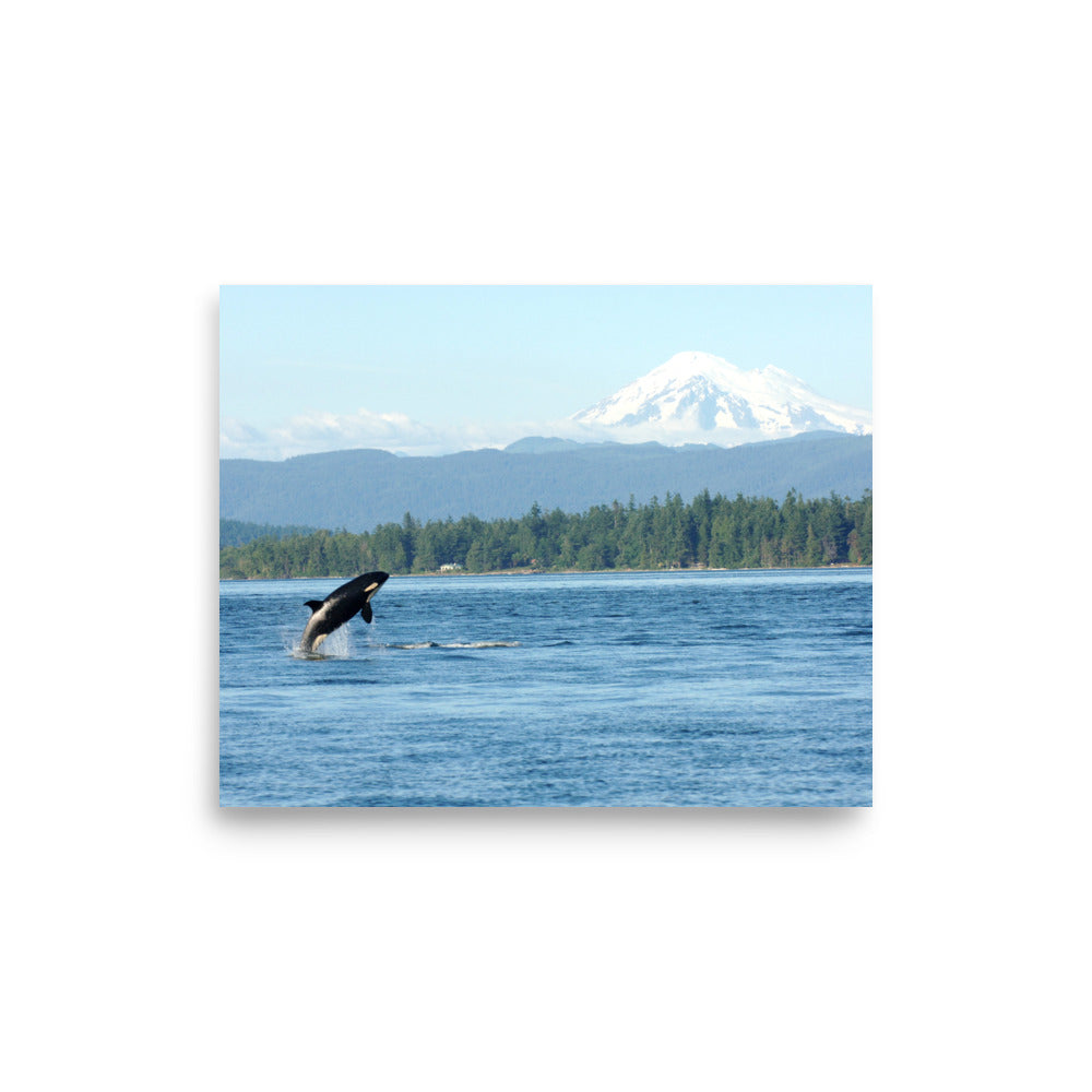 Orca & Mt. Baker - Salish Sea
