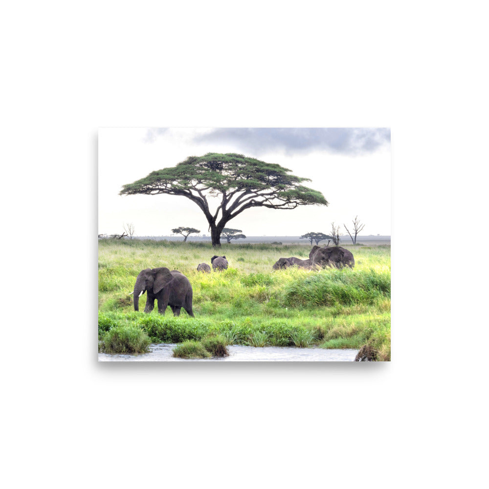 Elephants - Tanzania, Africa