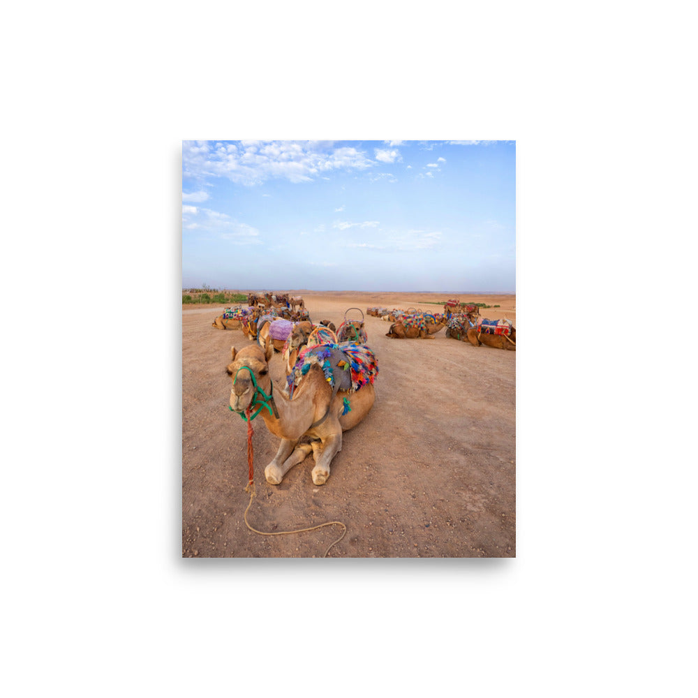 Camels - Marrakech, Morocco