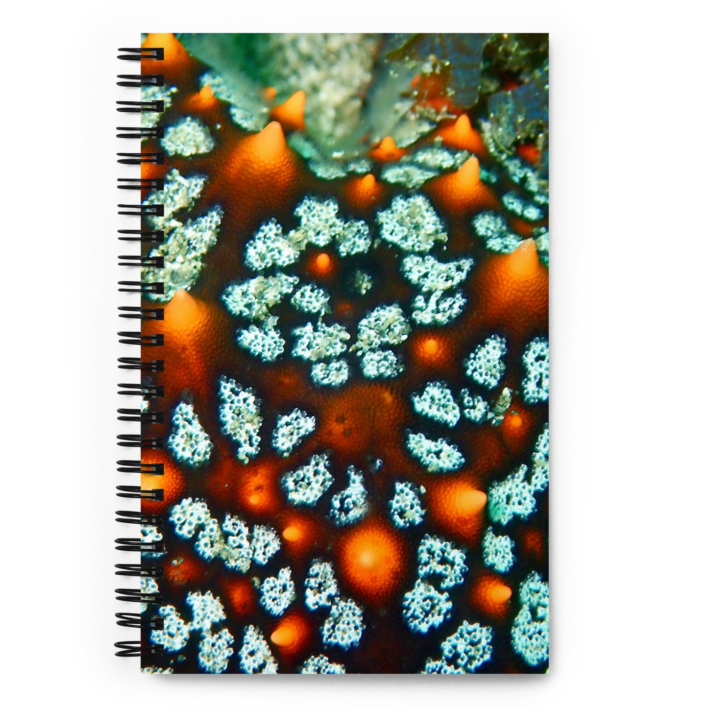 Cushion Sea Star - Costa Rica
