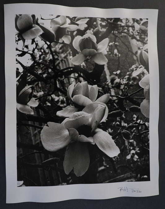 16x20 : Magnolia Tree : Seattle, WA - 2026