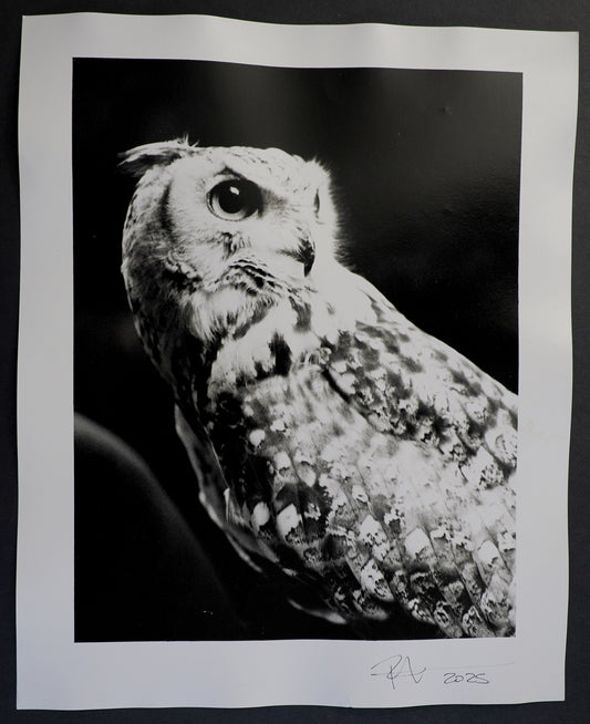 16x20 : Pharaoh Eagle-Owl : Woodland Park Zoo, Seattle, WA - 2025