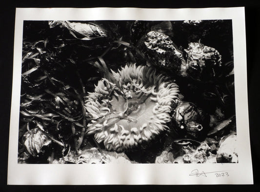 Sea Anemone : Black and White