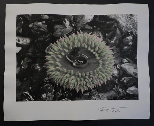 16x20 : Tinted Sea Anemone : Salt Creek, WA - 2025