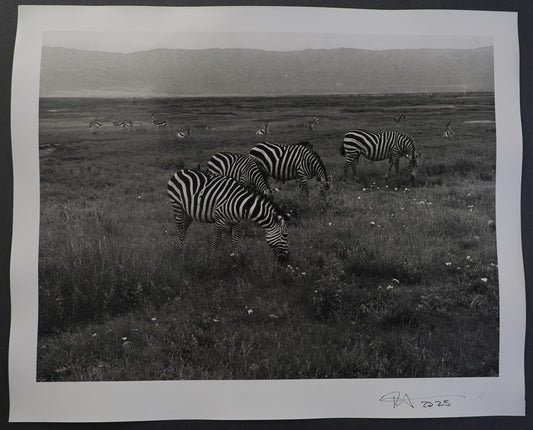 16x20 : Zebras : Tanzania, Africa - 2025