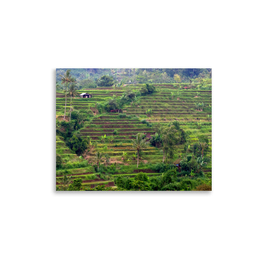 Rice Fields - Bali, Indonesia