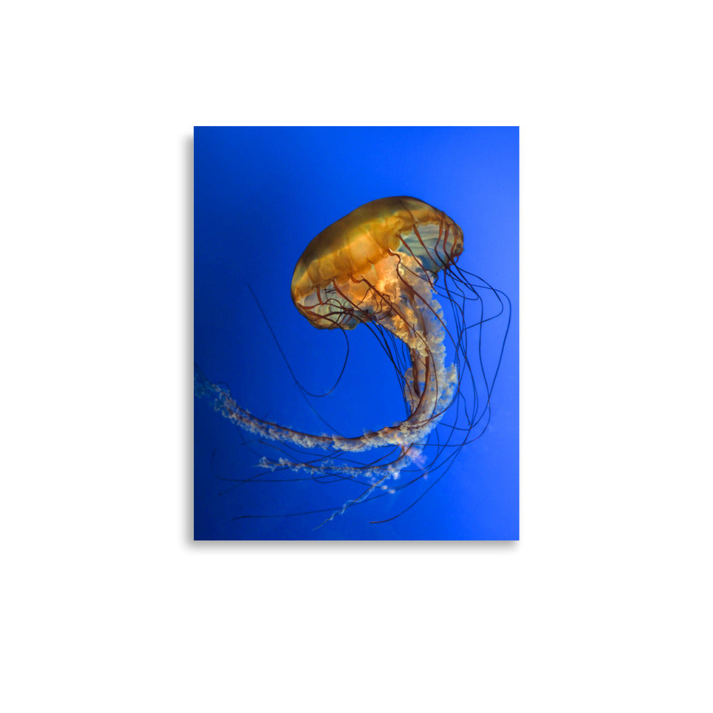 Pacific Sea Nettle