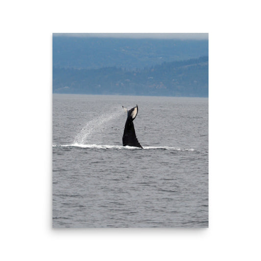 Humpback Whale Tail - Victoria, Canada
