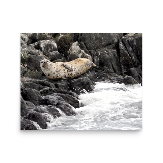 Harbor Seal - Victoria, Canada