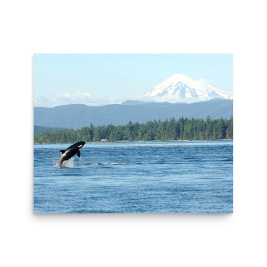 Orca - San Juan Island, Washington