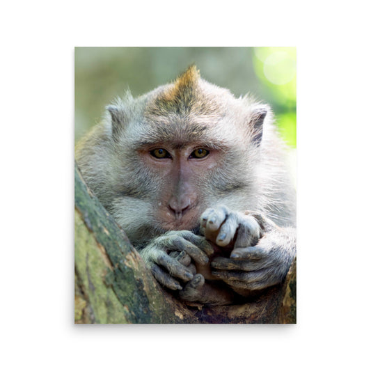 Balinese Long Tail Monkey - Bali, Indonesia