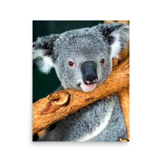 Koala - Sydney, Australia