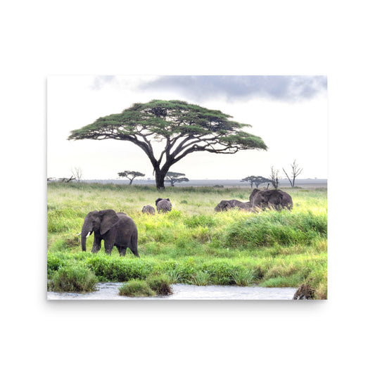 Elephants - Tanzania, Africa