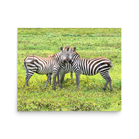 Zebras - Tanzania, Africa