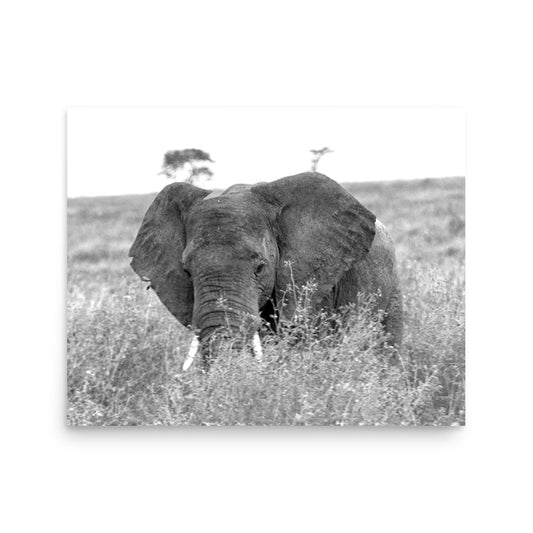 Elephant - Tanzania, Africa