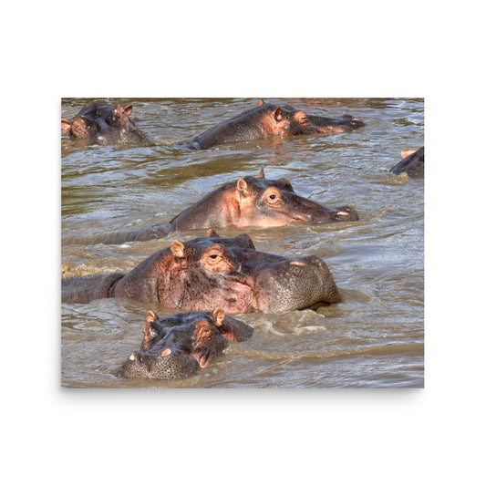 Hippos - Tanzania, Africa