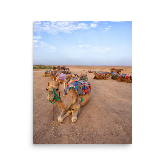 Camels - Marrakech, Morocco