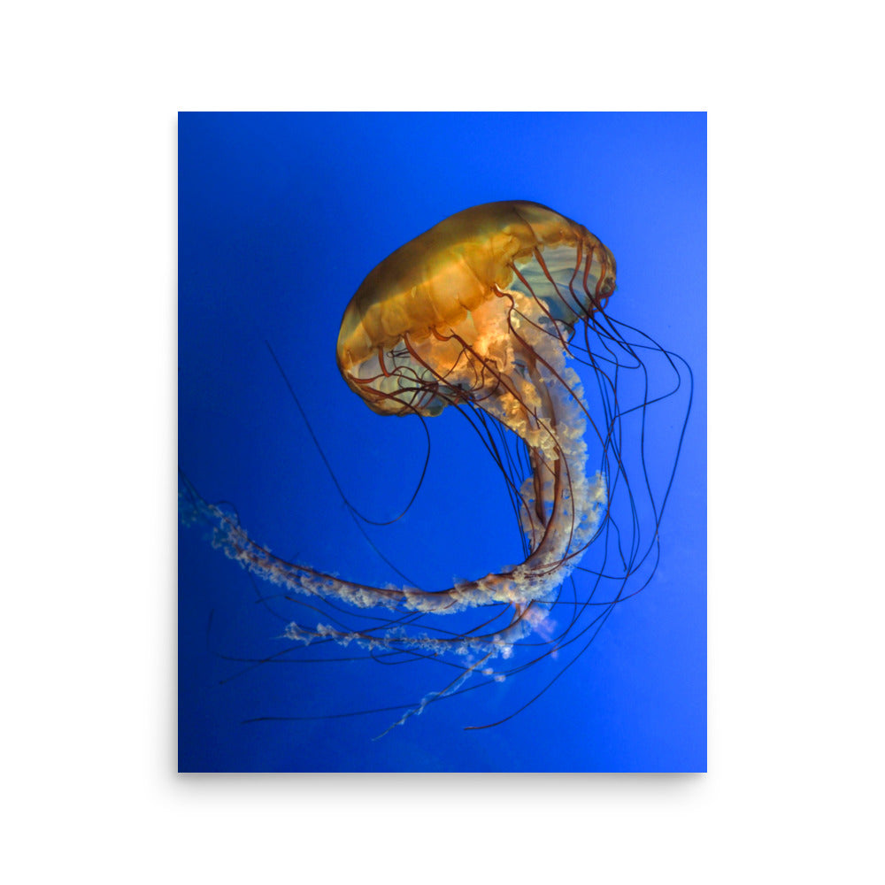 Pacific Sea Nettle