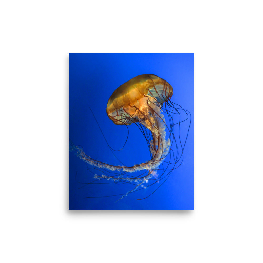 Pacific Sea Nettle