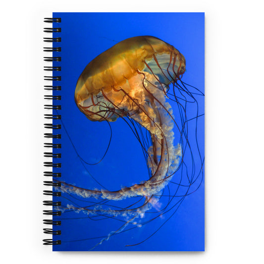 Jellyfish - Pacific Sea Nettle